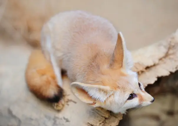 3 animales que son únicos de BCS y no lo imaginabas