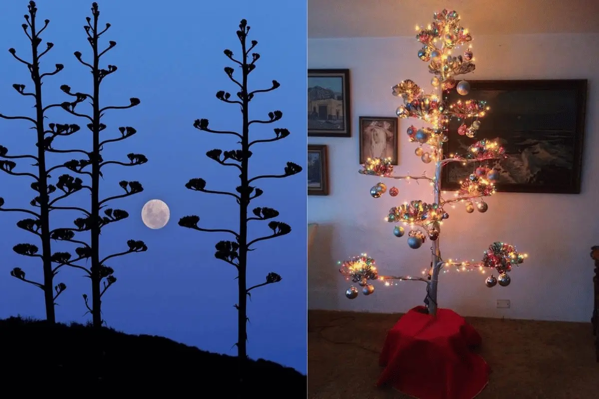 Árbol de navidad choyero. Foto: Pinterest - El mercado Ranchero