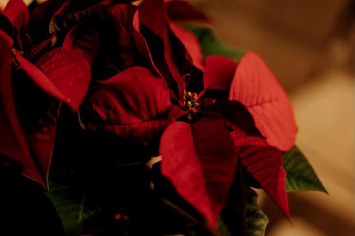 La flor de Nochebuena es de origen mexicano y ha dado identidad a la Navidad alrededor del mundo. Foto: Freepik