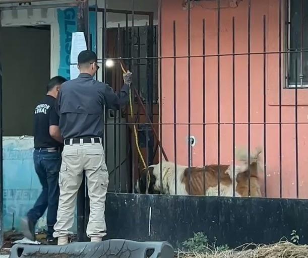 Momento en que las autoridades rescataron al perro Rex. Foto: Proxpol Escobedo.