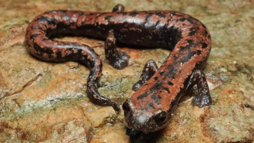 Estos son los animales más raros que viven en Yucatán