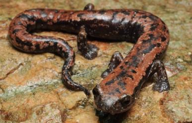 Estos son los animales más raros que viven en Yucatán