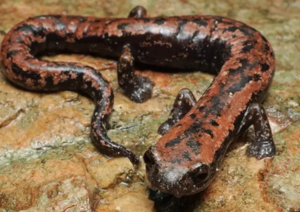 Estos son los animales más raros que viven en Yucatán