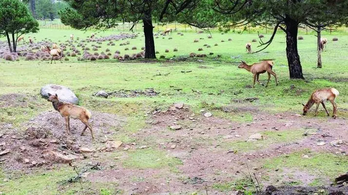 En este lugar puedes observar la fauna y la flora que vive en la Sierra Madre Occidental. Foto: Facebook Secretaría de Recursos Naturales y Medio Ambiente.