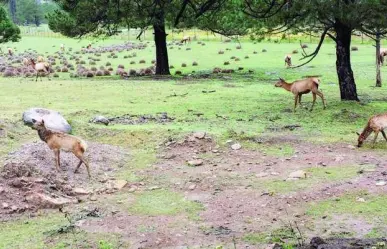 El increíble sitio para acampar en Durango en el que puedes ver venados de cerca