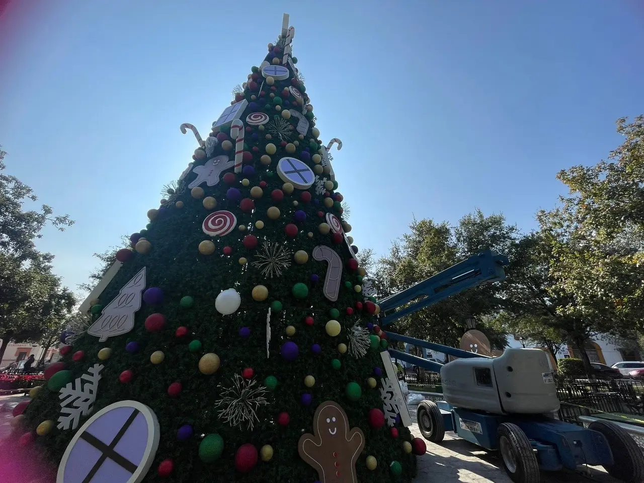 Pino navideño que será expuesto para la Navidad en Santiago. Foto: Municipio de Santiago Nuevo León.