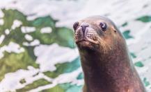 5 animales marinos sorprendentes que habitan en el Golfo de California