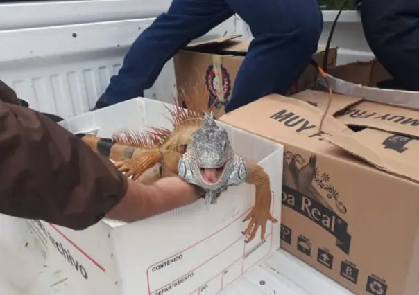 Iguanas de la Laguna de Carpintero serán resguardadas por frío