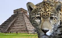 ¿Por qué el jaguar era un animal sagrado para los mayas?