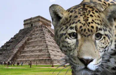 ¿Por qué el jaguar era un animal sagrado para los mayas?