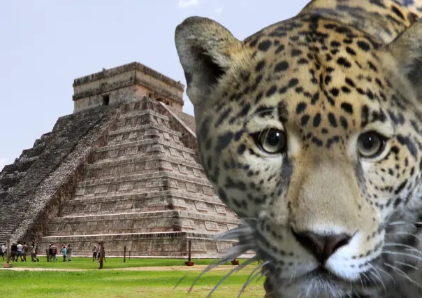 ¿Por qué el jaguar era un animal sagrado para los mayas?