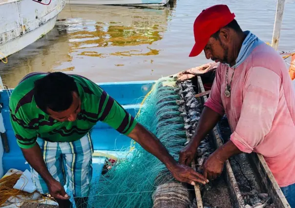 Amplían la temporada de pesca de pulpo en Yucatán: Esta es la nueva fecha