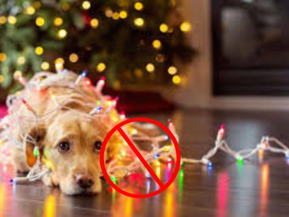 Foto: Perrito con luces navideñas, editado en Canva