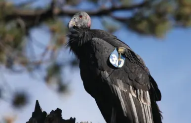 ¡Los Cóndores de California son las aves más fieles! Solo tienen una pareja en toda su vida
