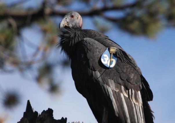 ¡Los Cóndores de California son las aves más fieles! Solo tienen una pareja en toda su vida
