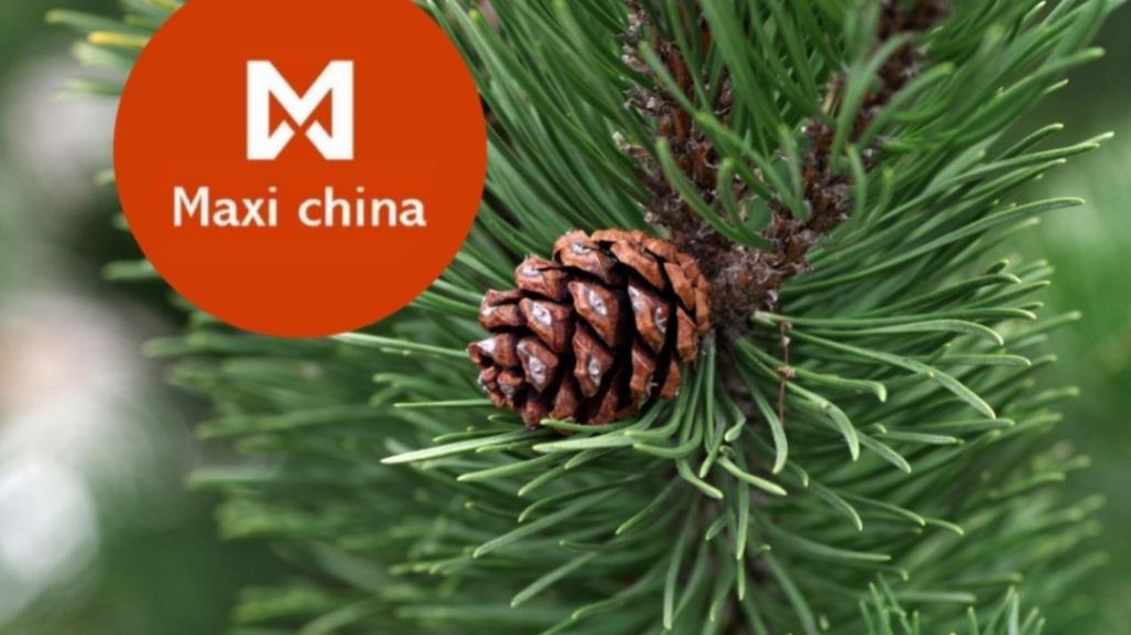 Navidad 2024: Esto cuesta un pino navideño en Maxi China