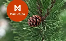 Navidad 2024: Esto cuesta un pino navideño en Maxi China