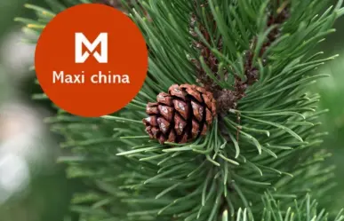 Navidad 2024: Esto cuesta un pino navideño en Maxi China