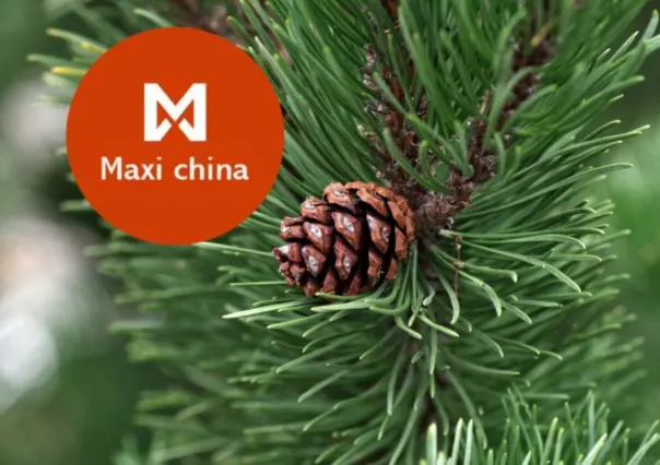 Navidad 2024: Esto cuesta un pino navideño en Maxi China