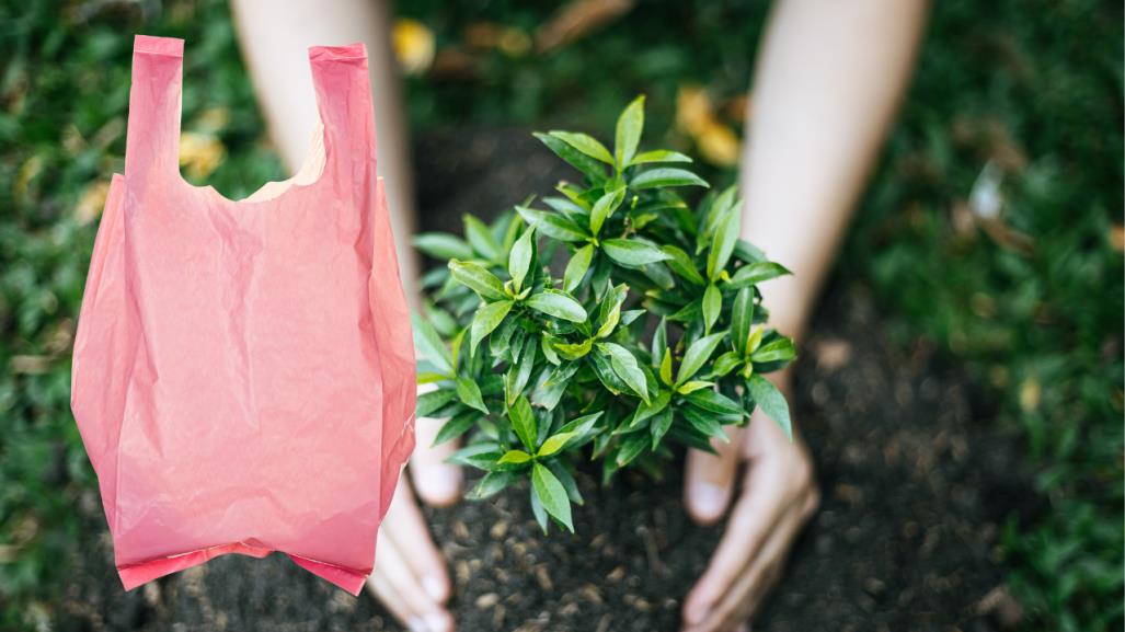 Así puedes proteger del frío de Durango a tus árboles usando solo una bolsa