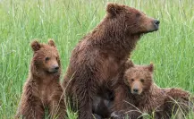 Estas son las acciones que tomará San Pedro ante el constante avistamiento de osos en la ciudad