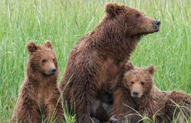 Estas son las acciones que tomará San Pedro ante el constante avistamiento de osos en la ciudad