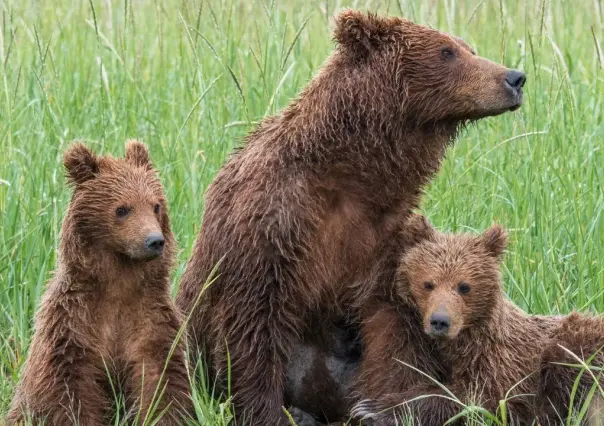 Estas son las acciones que tomará San Pedro ante el constante avistamiento de osos en la ciudad