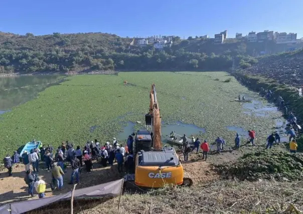 Presa Madín, limpian y retiran más de mil 700 metros cúbicos de lirio acuático