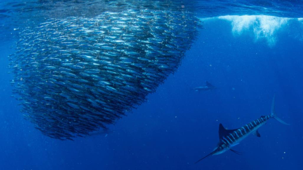 Conoce los 3 peces más grandes que habitan el Golfo de California