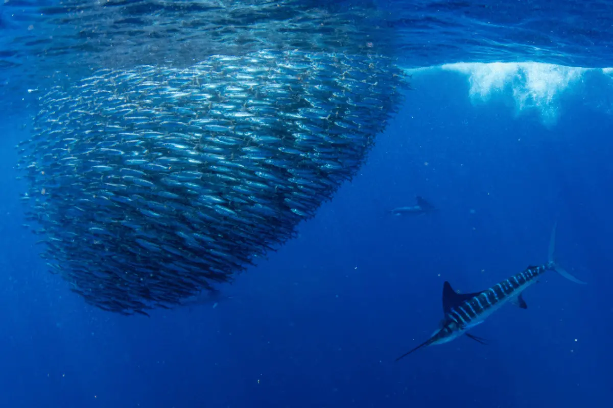 Los peces más grandes del Golfo de California.