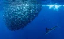 Conoce los 3 peces más grandes que habitan el Golfo de California