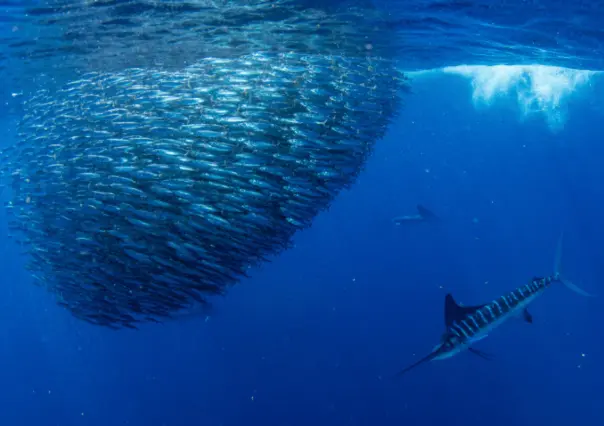 Conoce los 3 peces más grandes que habitan el Golfo de California