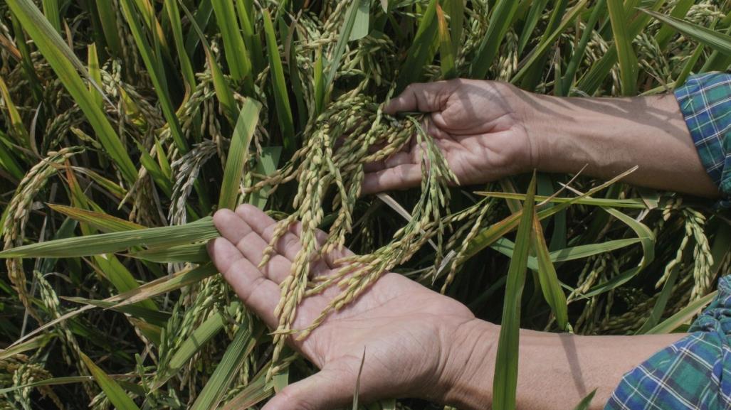 Campesinos de Yucatán afectados por la falta de apoyos del gobierno federal