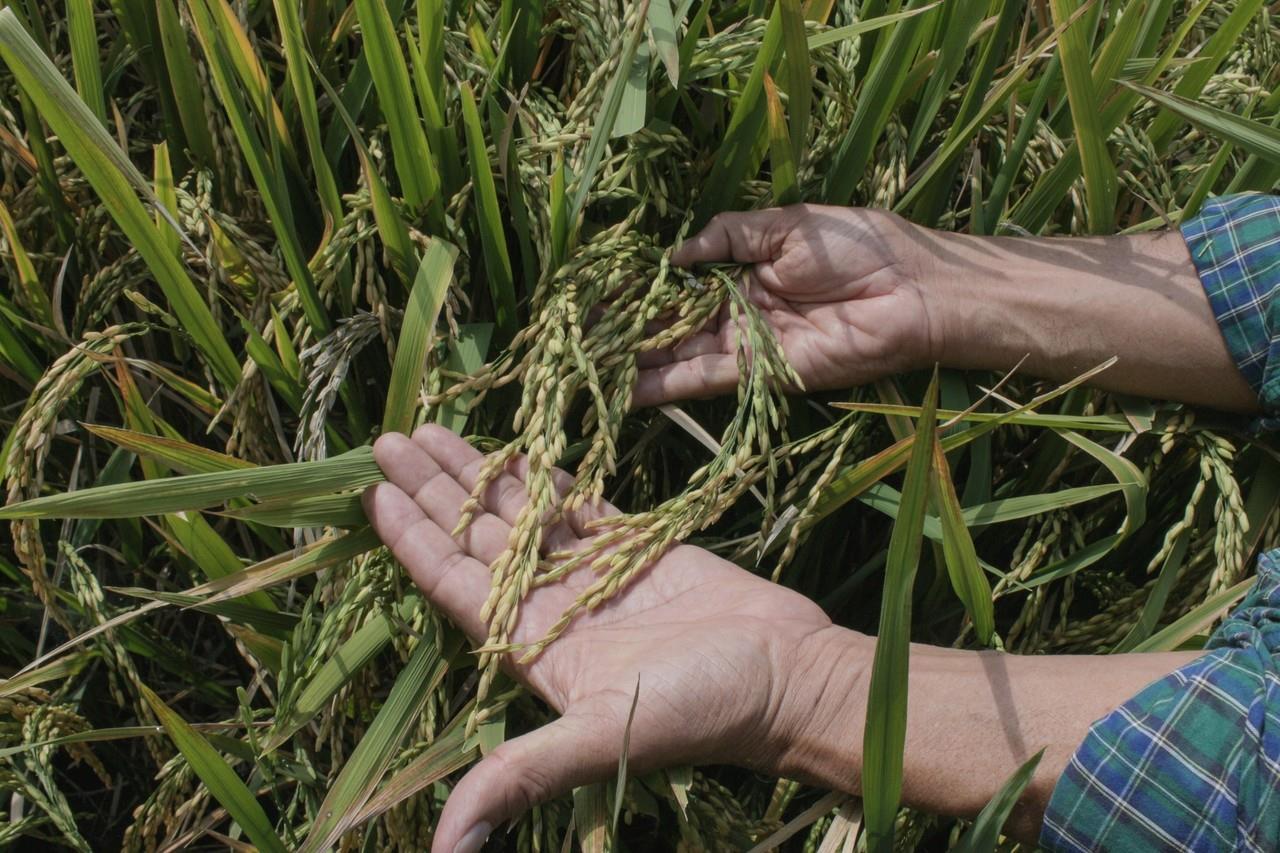 Sembrando Vida, ha beneficiado a ciertos sectores, estos no alcanzan a cubrir las necesidades de toda la población campesina. Foto: @Agricultoresmx