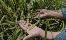 Campesinos de Yucatán afectados por la falta de apoyos del gobierno federal