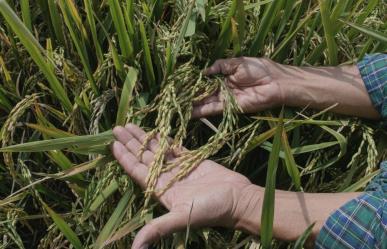 Campesinos de Yucatán afectados por la falta de apoyos del gobierno federal