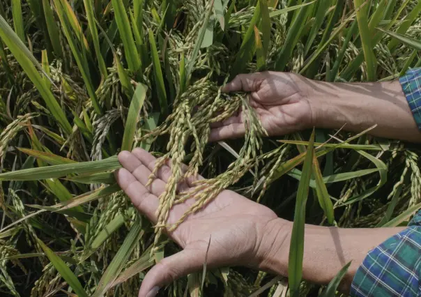 Campesinos de Yucatán afectados por la falta de apoyos del gobierno federal