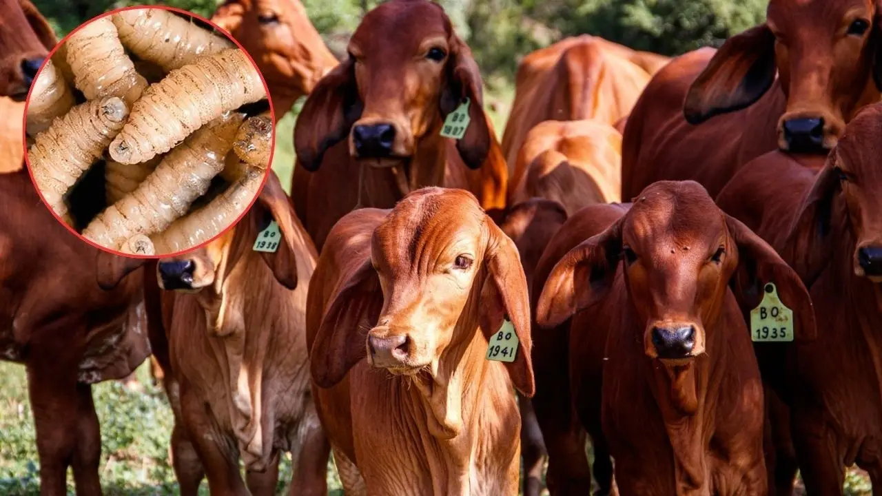 La producción de bovinos es una fuente económica importante en el estado Foto: Freepik/SEDER