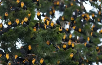 Este es el bulevar de Durango al que llegan miles de aves migratorias en invierno