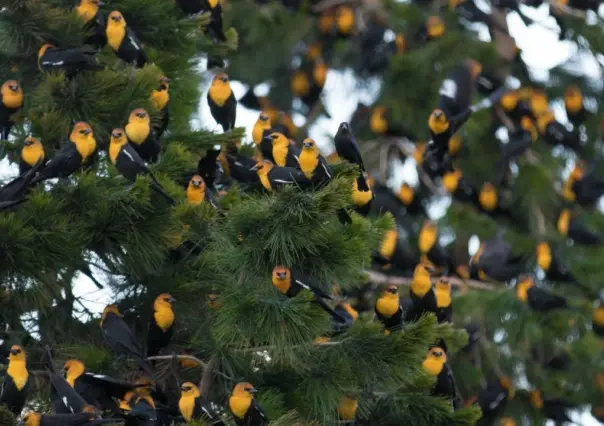 Este es el bulevar de Durango al que llegan miles de aves migratorias en invierno