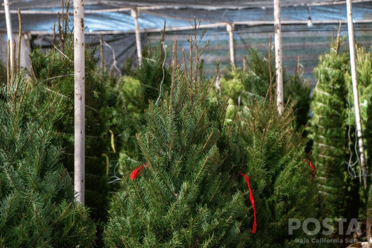 Dónde hacer tus mejores compras de navidad. Foto: POSTA BCS