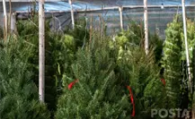 3 lugares de La Paz donde puedes hacer tus compras navideñas a buen precio y no lo sabías 3 lugares de La Paz donde puedes hacer tus compras navideñas a buen precio y no lo sabías