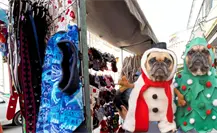 Navidad en Yucatán: Aumenta venta de disfraces para mascotas Navidad en Yucatán: Aumenta venta de disfraces para mascotas