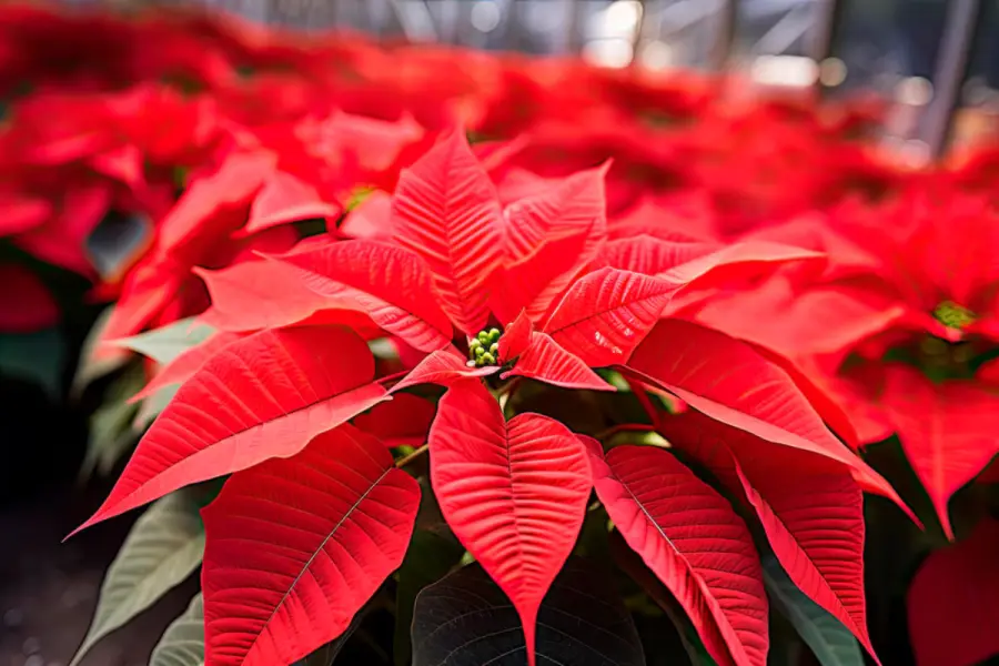 Navidad 2024: ¿Cómo trasplantar tu flor de Nochebuena para mantenerla viva por más tiempo?