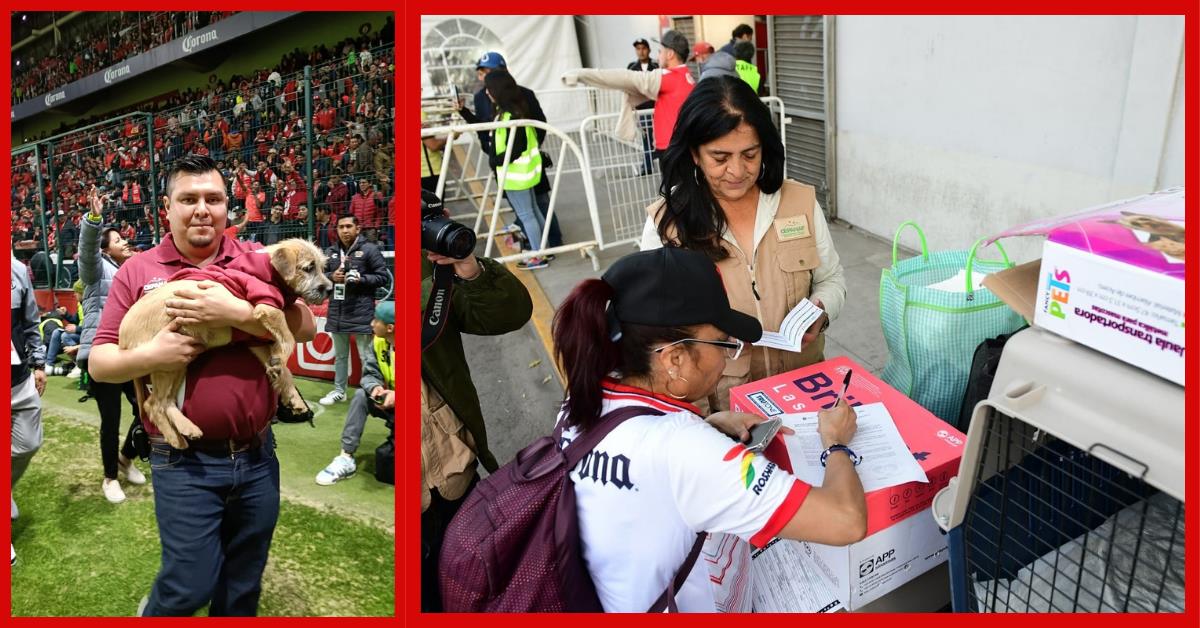 A través del programa de adopción responsable buscan dale una mejor vida a los perros y gatos rescatados. Foto: Gob. de Edomex