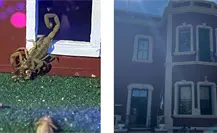 El increíble alacranario replica de un edificio del centro de Durango