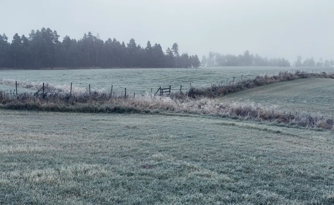 Llanura de pasto seco, con una densa niebla. Foto: Freepik