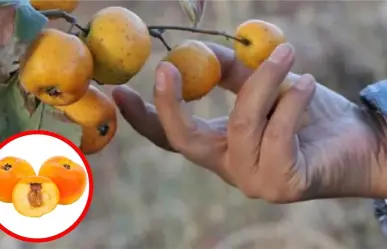 El tejocote nutre tu piel y mejora tu apariencia, aquí una receta de belleza