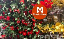 Home Depot chino: todo lo que necesitas para tu jardín en Maxi China