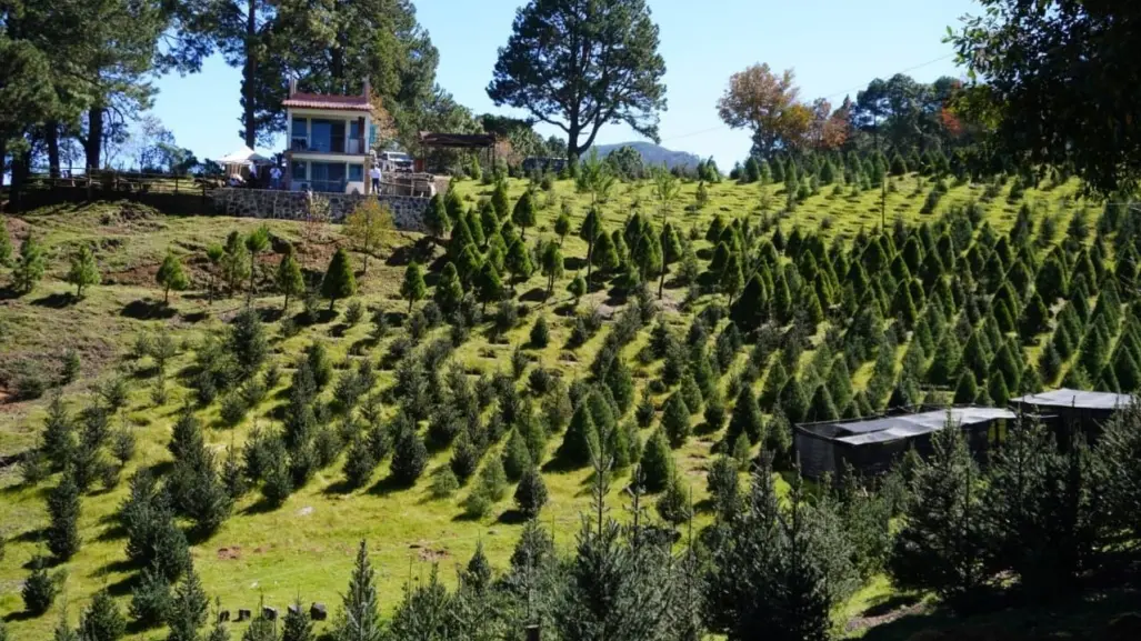 Veracruz, cuarto lugar nacional en producción de pinos